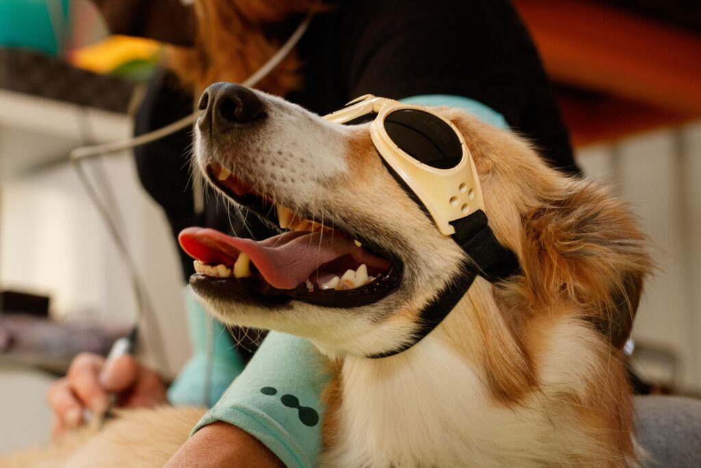 Is Cold Laser Therapy Right for Your Pet?