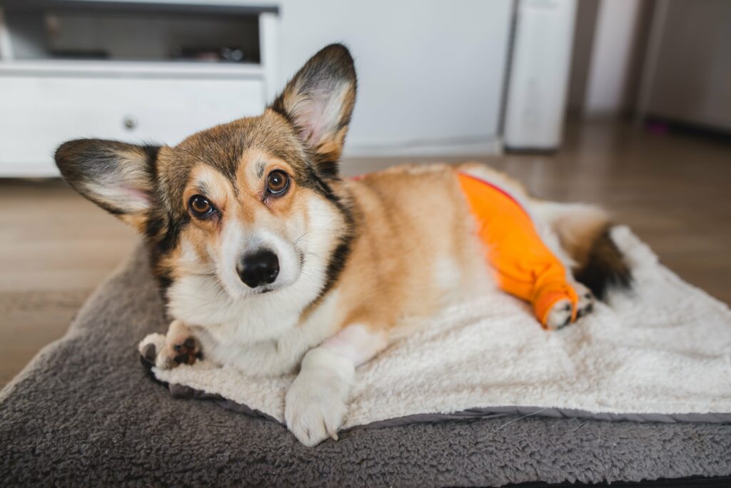 A Pet Parent’s Guide to ACL Surgery